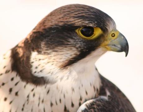 lanner-falcon-www-ibc-lynxeds-com1.jpg